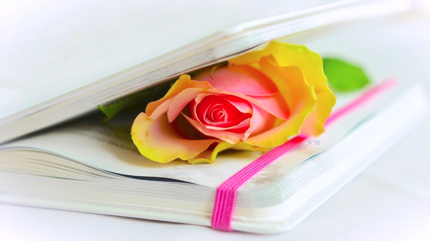 the poetry of grief, yellow rose inside a closed book