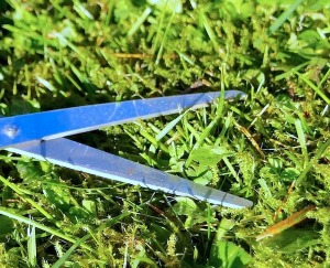 scissors cutting grass
